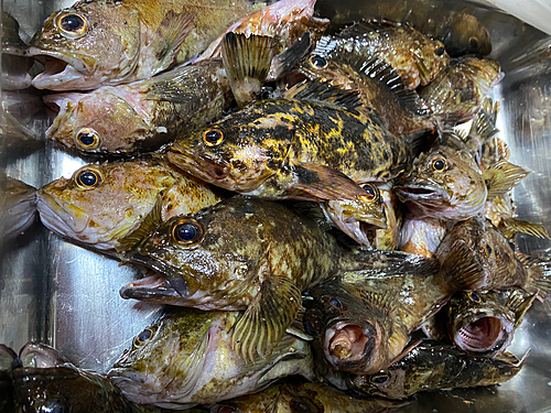 カサゴの釣果