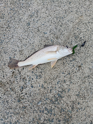 シログチの釣果