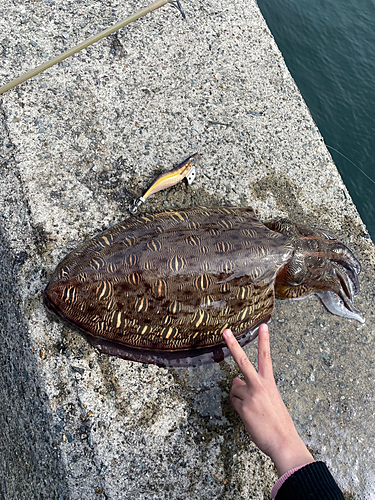 モンゴウイカの釣果