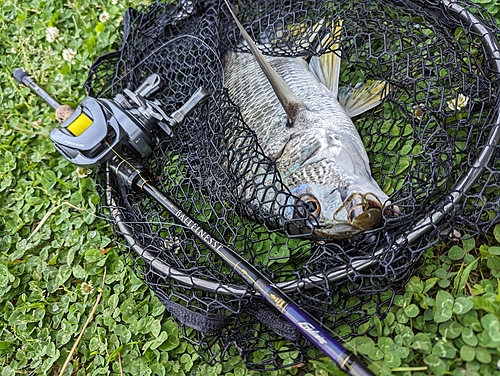 キビレの釣果