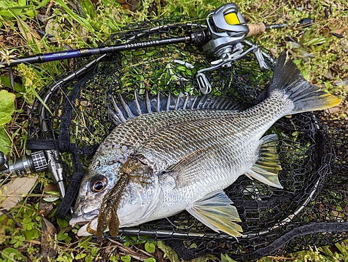 キビレの釣果