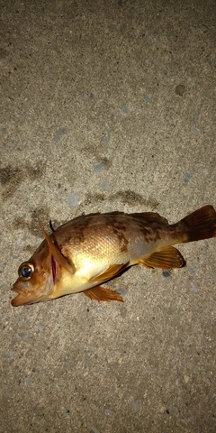 メバルの釣果