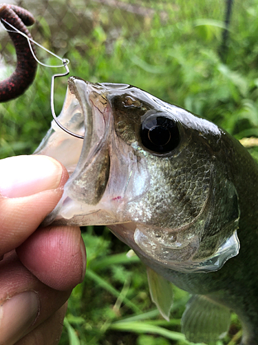 ラージマウスバスの釣果