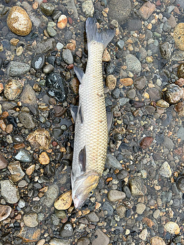 ニゴイの釣果