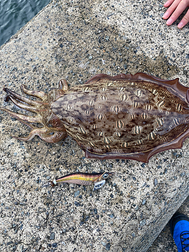 モンゴウイカの釣果