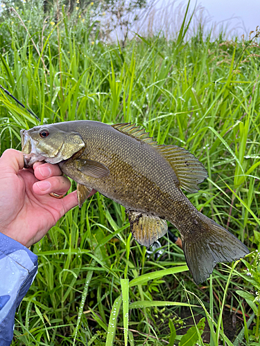 スモールマウスバスの釣果