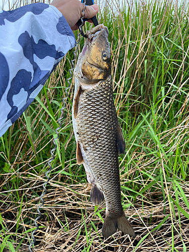 ニゴイの釣果