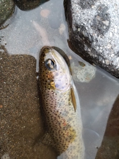 ニジマスの釣果