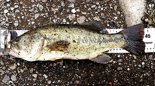 ブラックバスの釣果