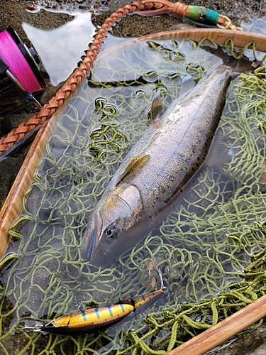 アマゴの釣果