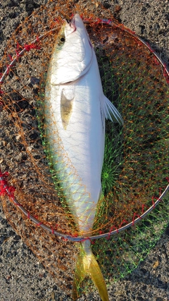 ハマチの釣果