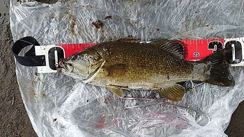 スモールマウスバスの釣果