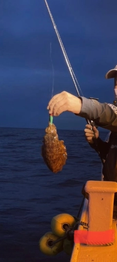 コウイカの釣果