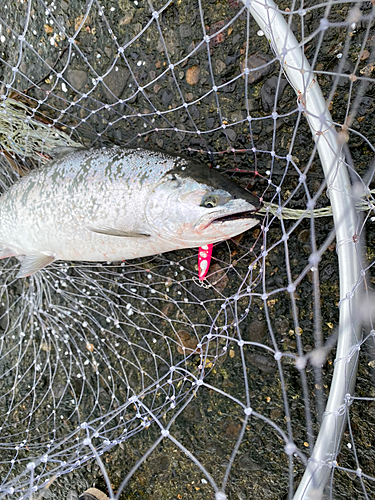 サクラマスの釣果