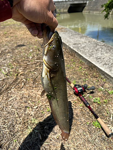 ナマズの釣果