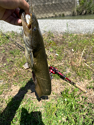 ナマズの釣果