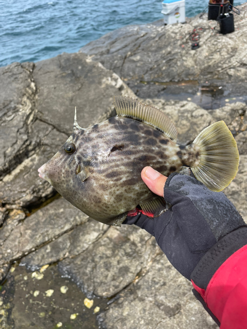 クチブトグレ