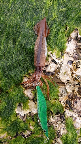 ヒイカの釣果