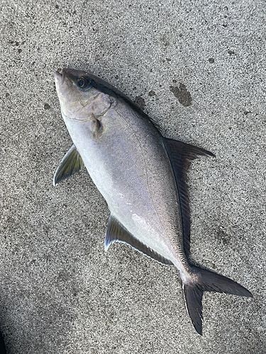 カンパチの釣果