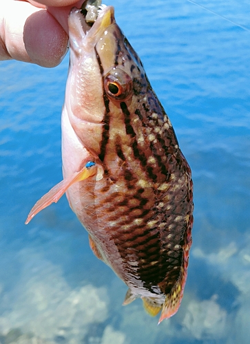 ベラの釣果