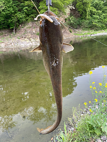 ナマズの釣果