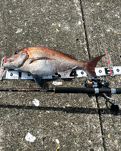 マダイの釣果