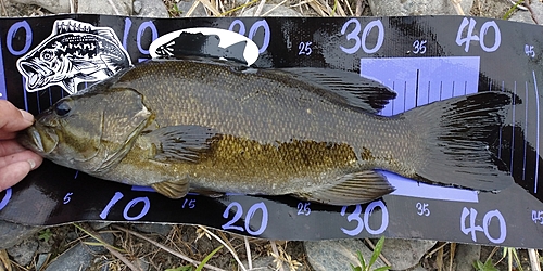 スモールマウスバスの釣果