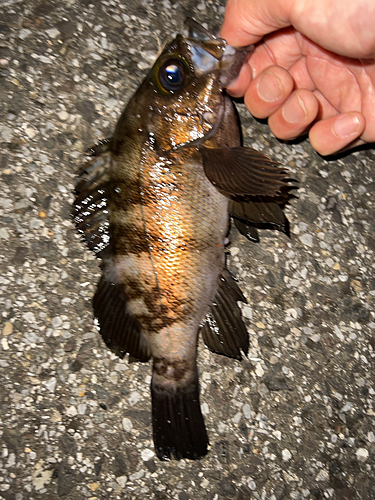 メバルの釣果