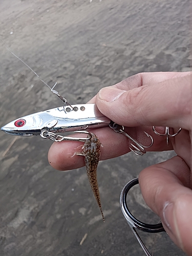 コチの釣果