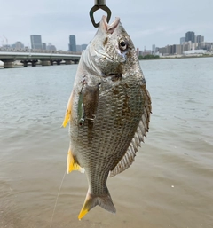 キビレの釣果