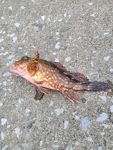 アラカブの釣果