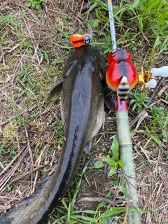 ナマズの釣果