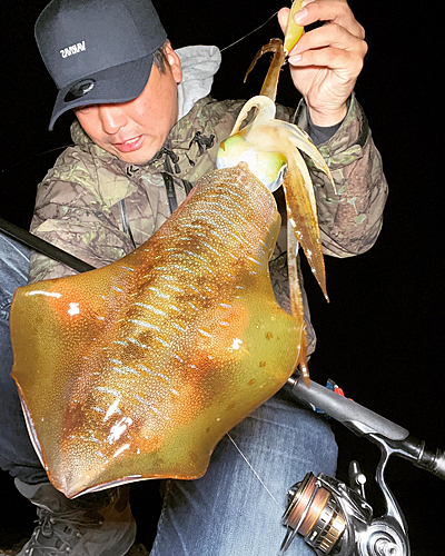 アオリイカの釣果