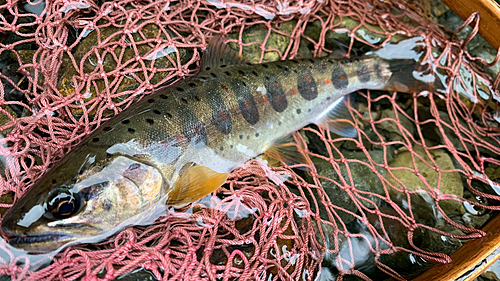 アマゴの釣果