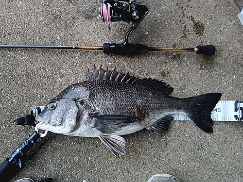 クロダイの釣果