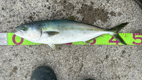 ハマチの釣果