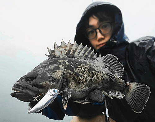 クロソイの釣果