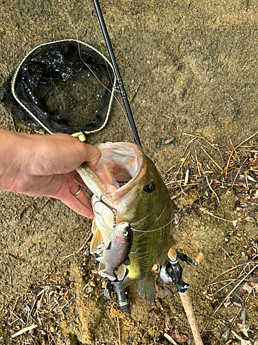 ラージマウスバスの釣果