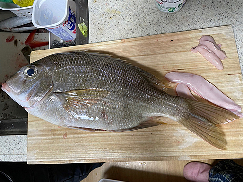 メイチダイの釣果