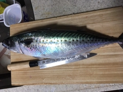 ゴマサバの釣果