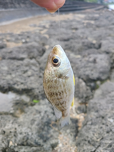 ホシミゾイサキの釣果