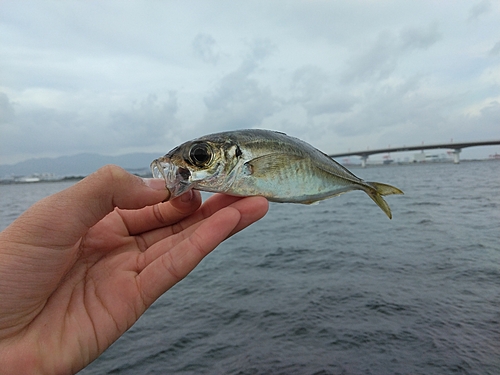 マアジの釣果