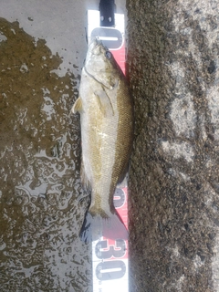 スモールマウスバスの釣果