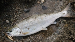 アマゴの釣果