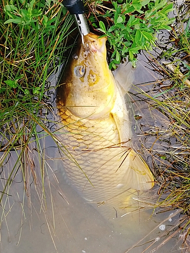 コイの釣果