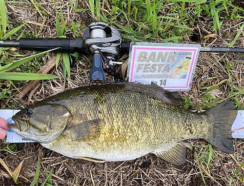 スモールマウスバスの釣果