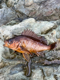 アカメバルの釣果