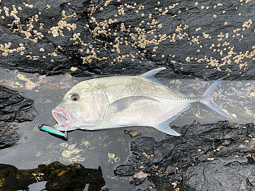 ロウニンアジの釣果