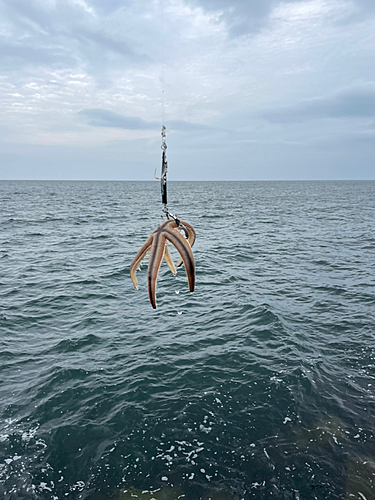 釣果