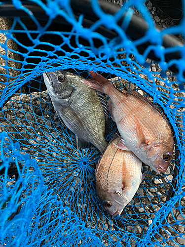 マダイの釣果